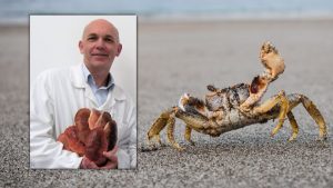 Une entreprise du nord du Pays de Galles travaille avec des scientifiques sur un revêtement fabriqué à partir de carapaces de crabe qui peut tuer le coronavirus
