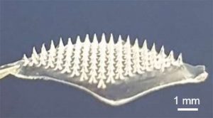Microneedle patch delivers COVID-19 DNA vaccine, doesn't require cold storage