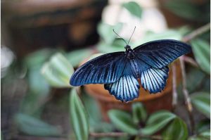 Les ailes de papillon peuvent-elles aider à détecter plus rapidement le COVID-19 ?